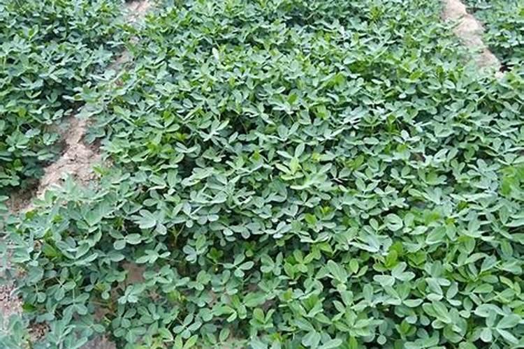 给大蒜冲什么肥料和药好