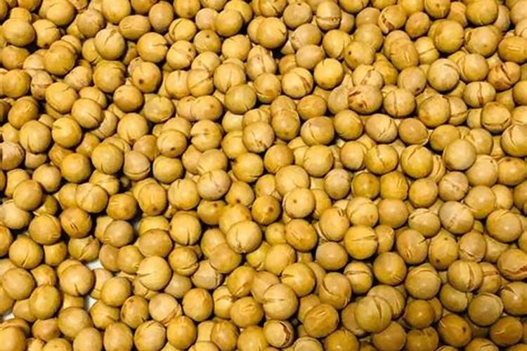 炒熟的黄豆可以做肥料吗,具体怎么操作能做肥料