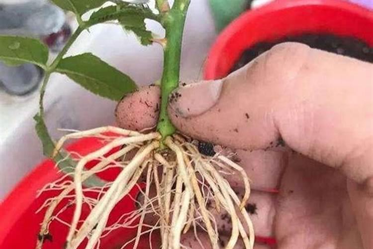 花快要养死了怎么办