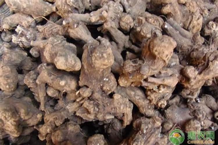 白术种植方法管理技术