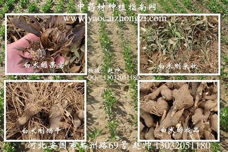 白术施肥方法和注意事项