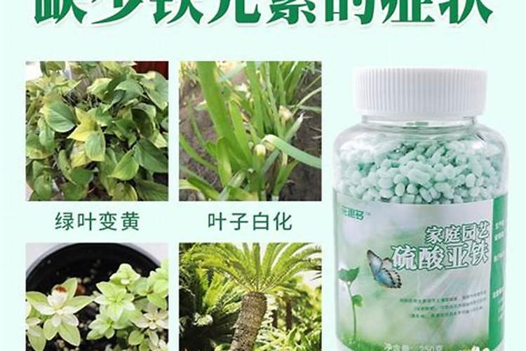 钾肥对农作物有什么作用？