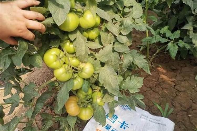 番茄膨果期用什么肥料好