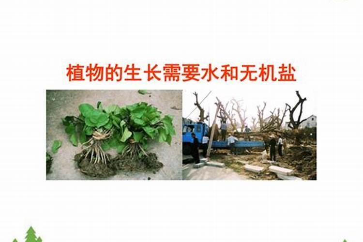 促进开花结果施什么肥