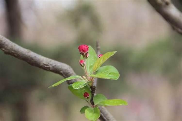木本海棠催花用什么肥料好？