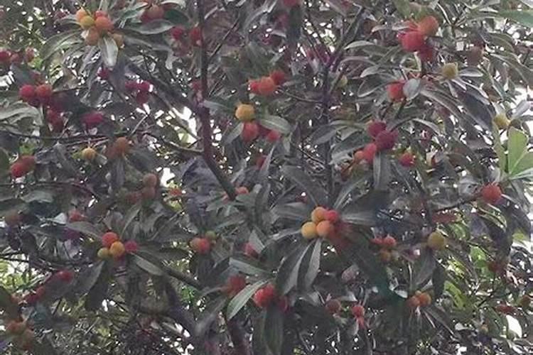 杨梅树可以盆栽吗