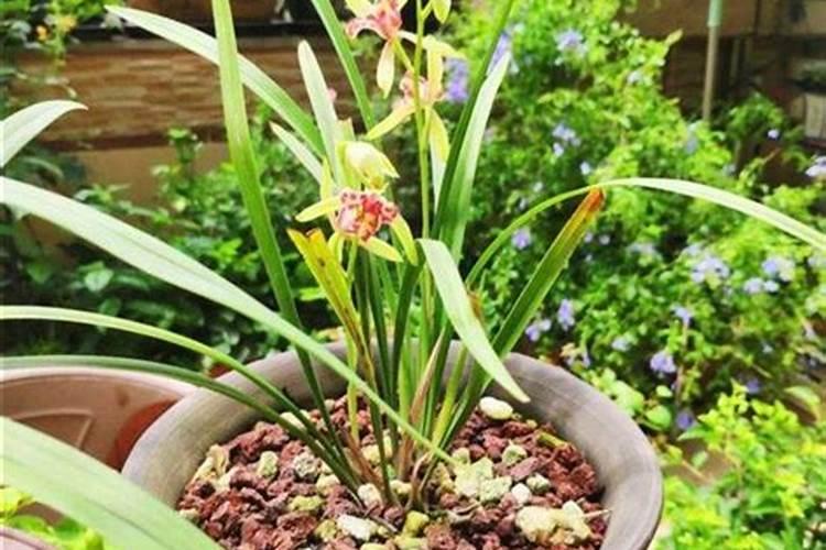 家庭种菜养花的种植土和营养土最全攻略