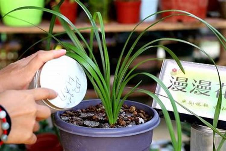 绿植花卉常用跟矿院黄腐酸钾组合经典的肥料复配方式