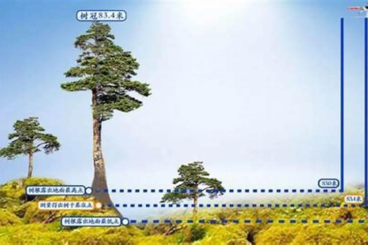 2米高的桂花树栽树的最佳深度是多少？