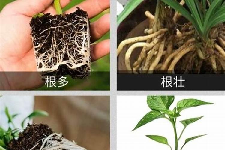 种花先什么时候用生根水