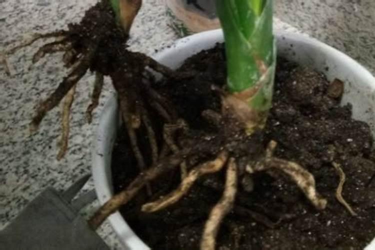 生根粉如何催种子发芽生根粉是在发芽前用还是发芽后用