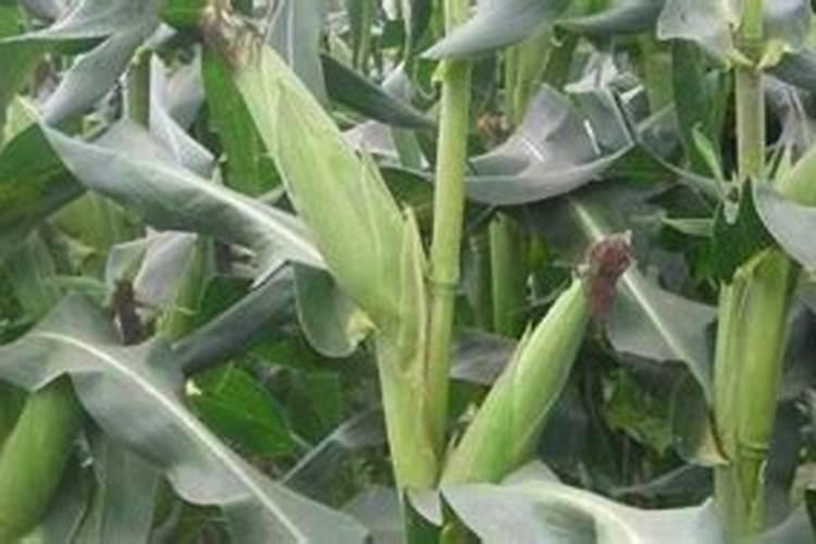 玉米种植每亩地需要多少斤底肥(播种玉米一大亩的底肥量)