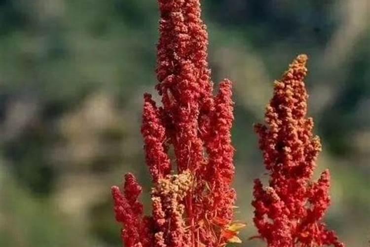 藜麦种植管理注意事项 藜麦怎么养殖