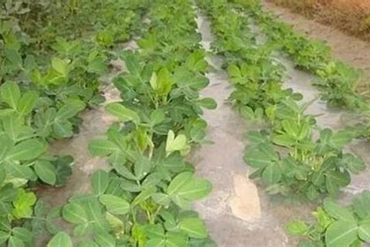 种植花生施什么肥料好