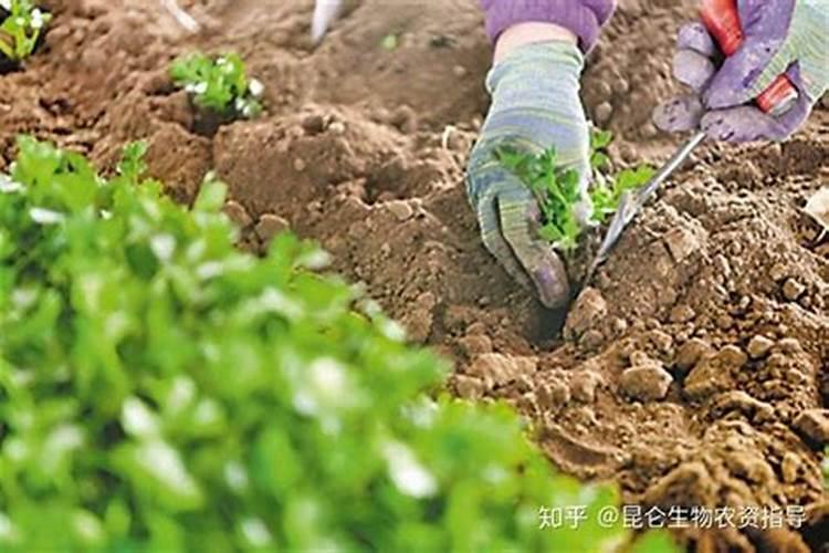 巨峰葡萄喷施什么叶面肥能提高坐果率？