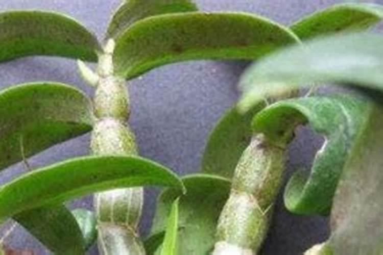 石斛兰开花的时候可以施肥吗？