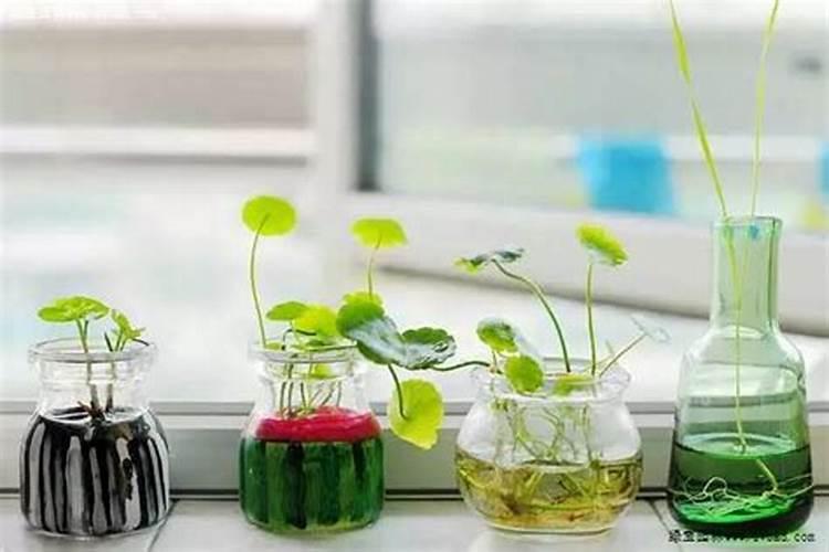 水培植物应该怎么去施肥和选择肥料 水培植物应该如何去施肥和选择肥料...