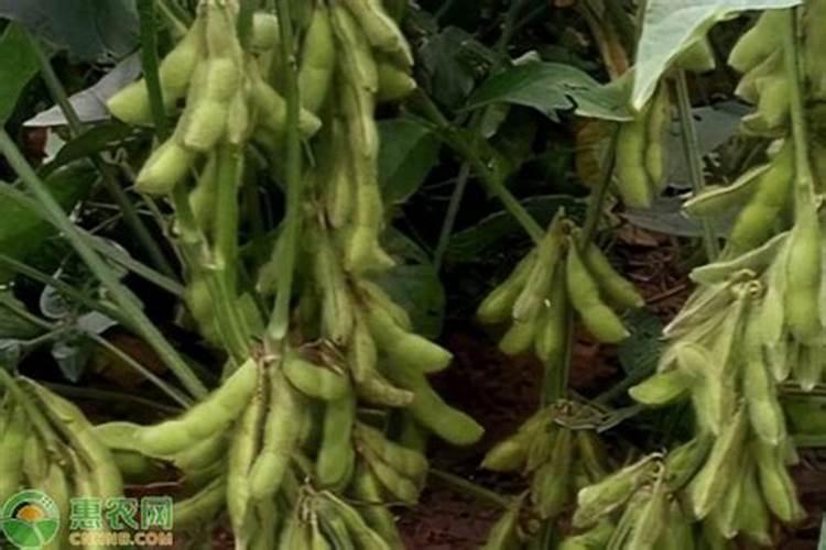 黄豆开花期需要施什么肥