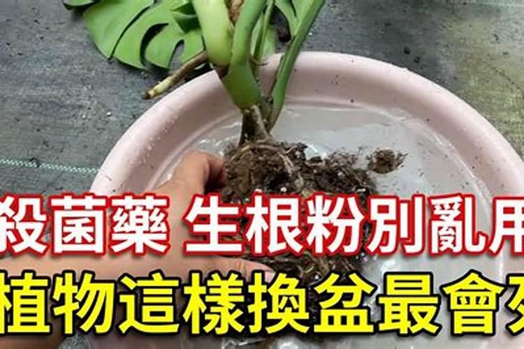 葡萄烂根了灌生根粉行吗？