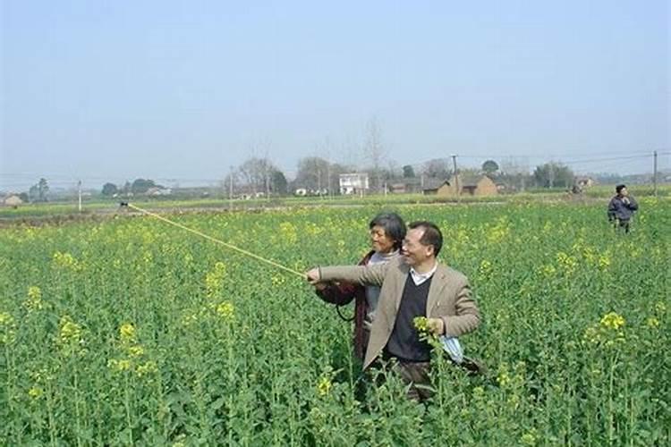 种植油菜该怎么施硼肥？