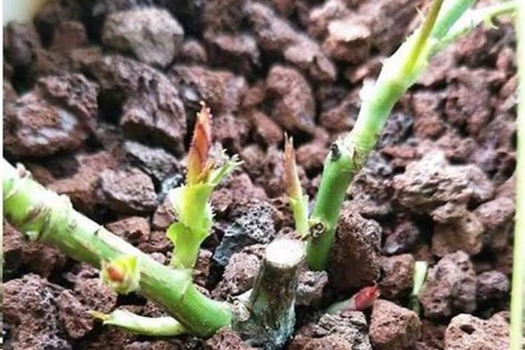 大叶麻竹施用农家肥效果好不好？
