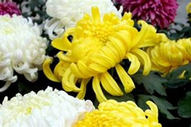 菊花施肥方法,用什么肥好