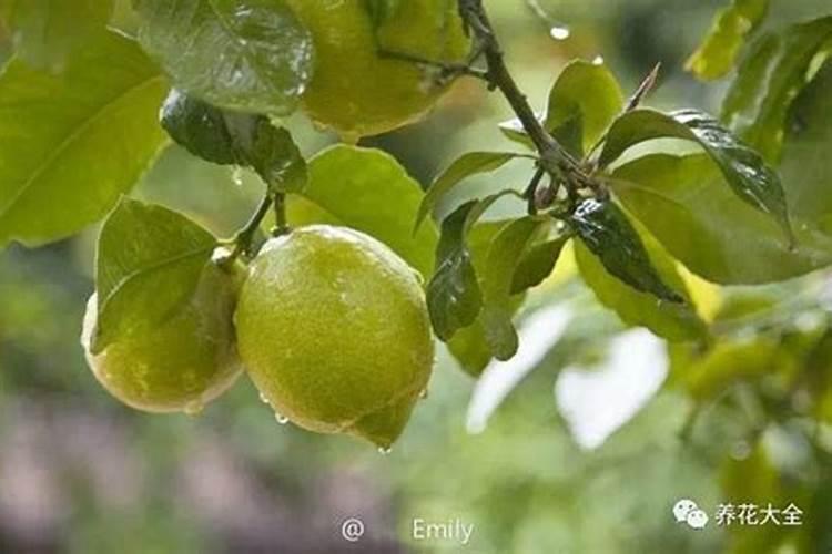柠檬树需要施什么肥料？