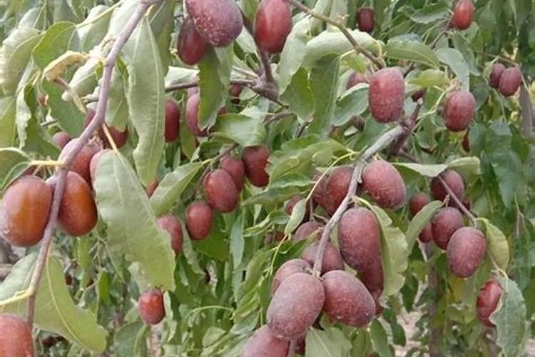 枣树遇虫害时,都有哪些科学的防治措施？