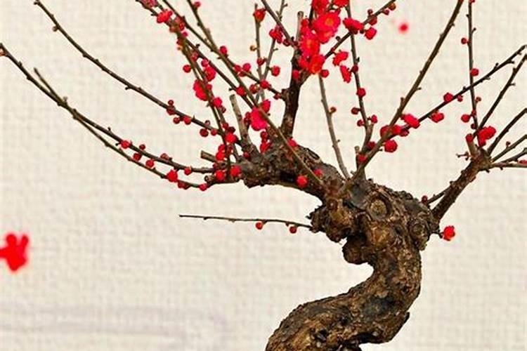 盆栽梅花怎么养