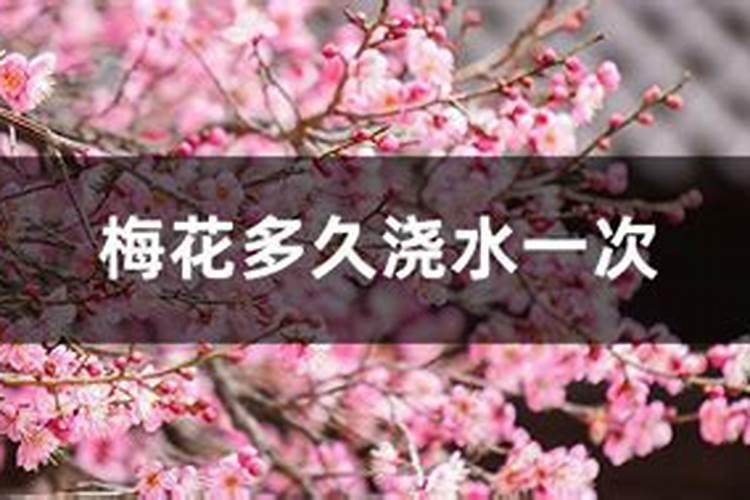 冬天移栽上盆的梅花能发芽吗