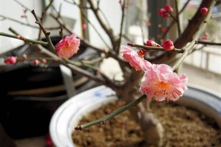 网购梅花老桩带土球怎么上盆 网购梅花老桩带土球如何上盆