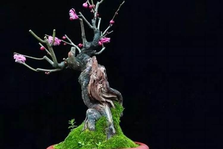 盆栽梅花怎样浇水施肥？