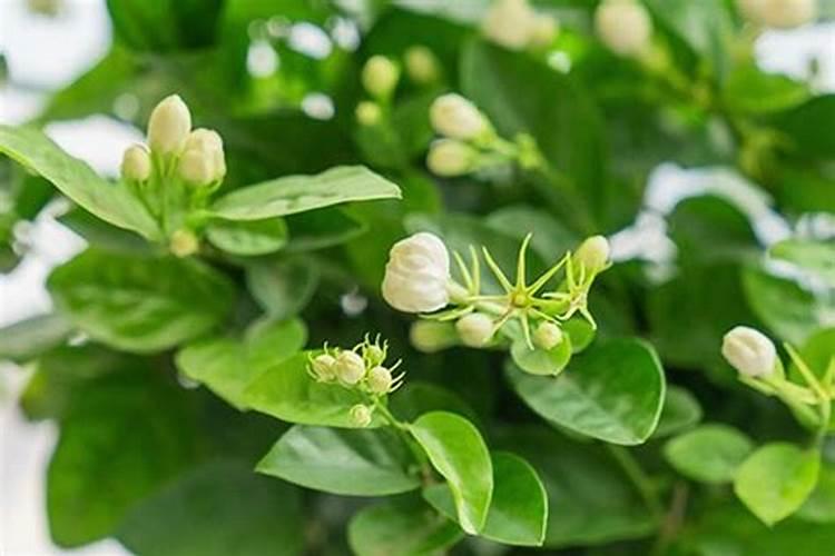 茉莉花一般施什么肥料好