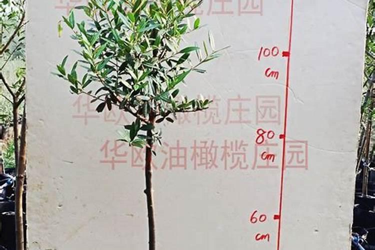 盆栽橄榄好养吗