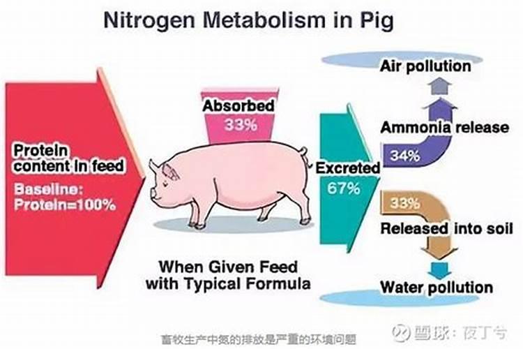 氨基酸平衡在鸡生产中的作用是什么？