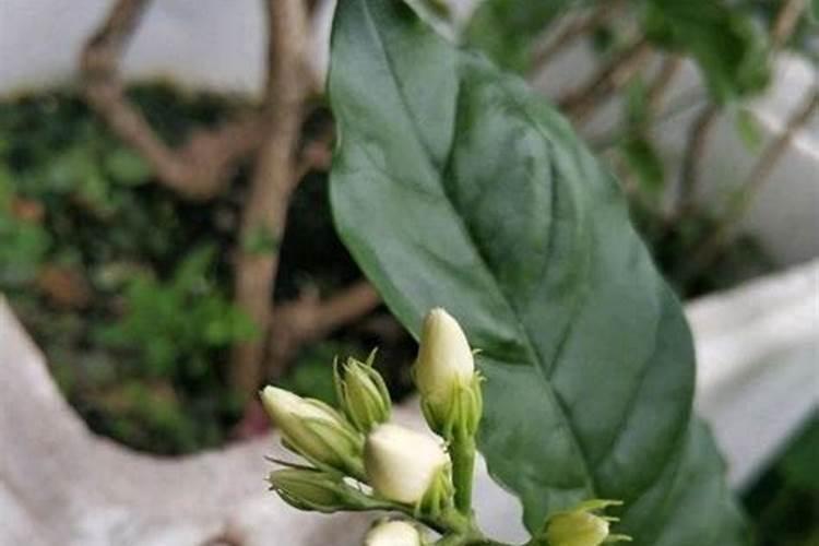 茉莉花有花苞的时候可以施肥吗 茉莉花有花苞的时候能不能施肥