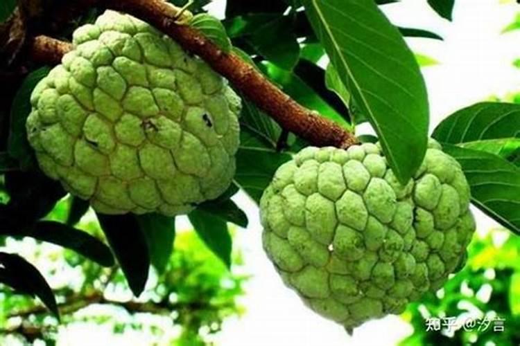 番荔枝种植的病虫害很常见,番荔枝种植的病虫害防治方法？