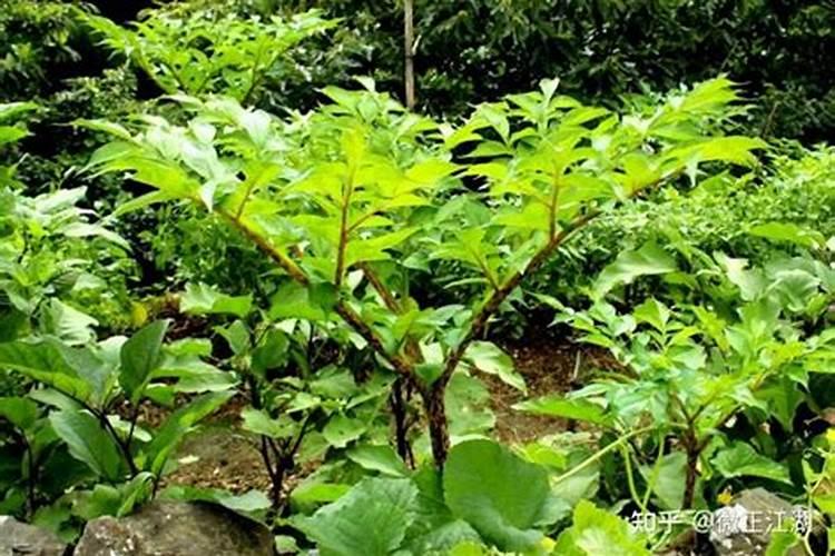 魔芋种植底肥放哪
