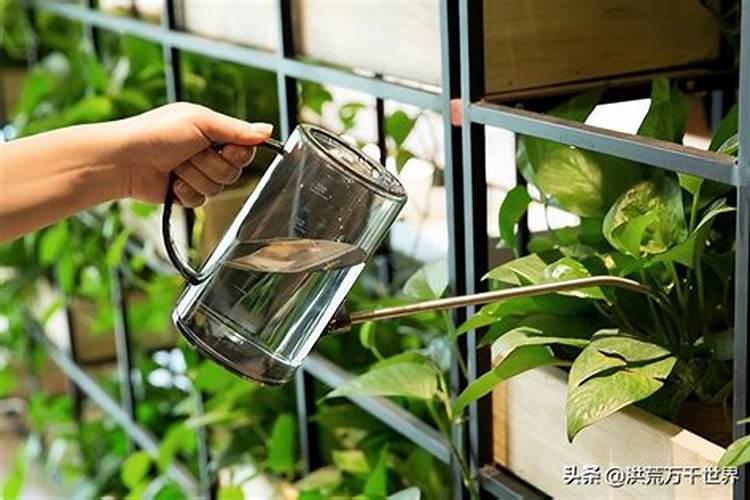 浇花用什么水好？