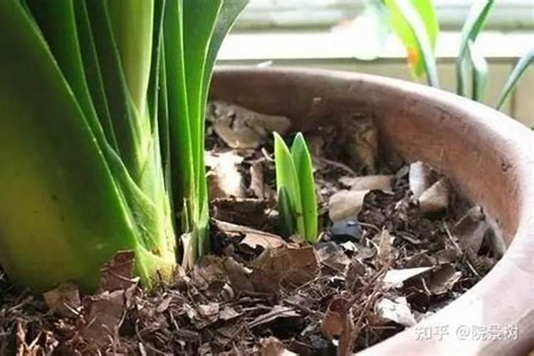 茶叶水浇花有什么利弊,可以用橘子皮中和茶碱后在浇吗？没钱买花肥的人...