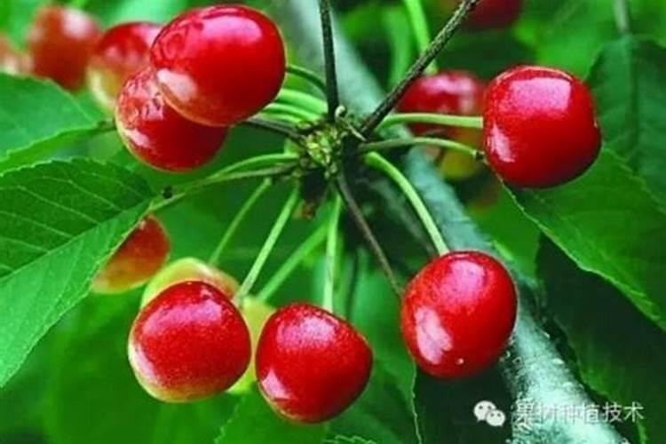 大樱桃采收后的管理要点有哪些