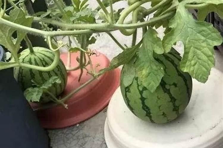 水溶肥是什么肥料,水溶肥怎么用效果好,注意事项