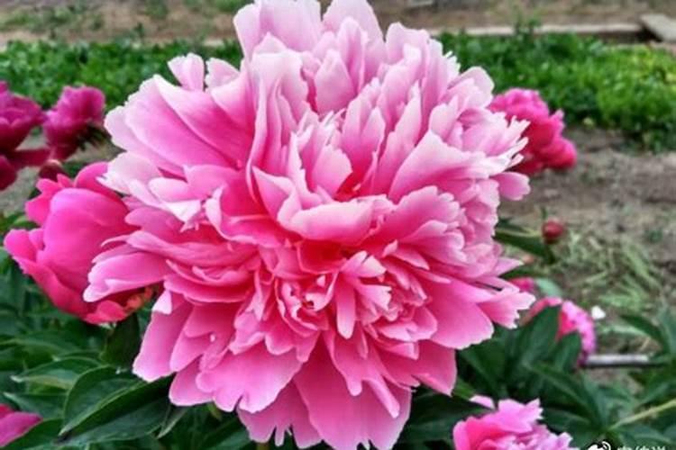 牡丹花的种植方法及养护注意要点(牡丹花怎么养家庭养法)