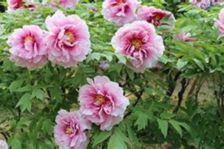 牡丹花蕾期施什么肥好