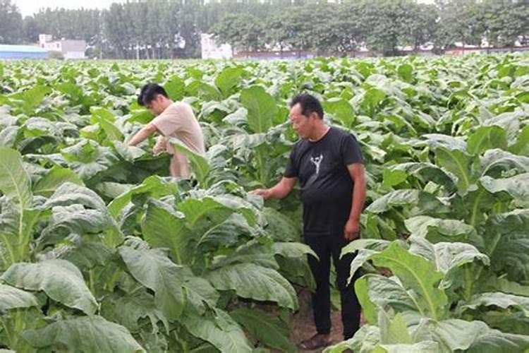 种烤烟用什么肥料好？