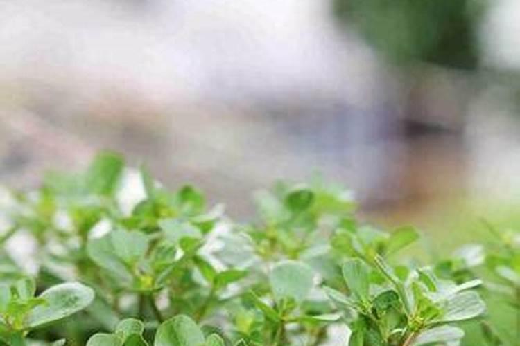 树马齿苋的养殖方法和注意事项