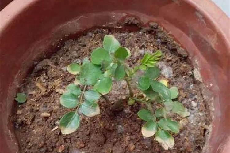 米兰花一般都是施什么肥？有那种自己弄的肥料吗
