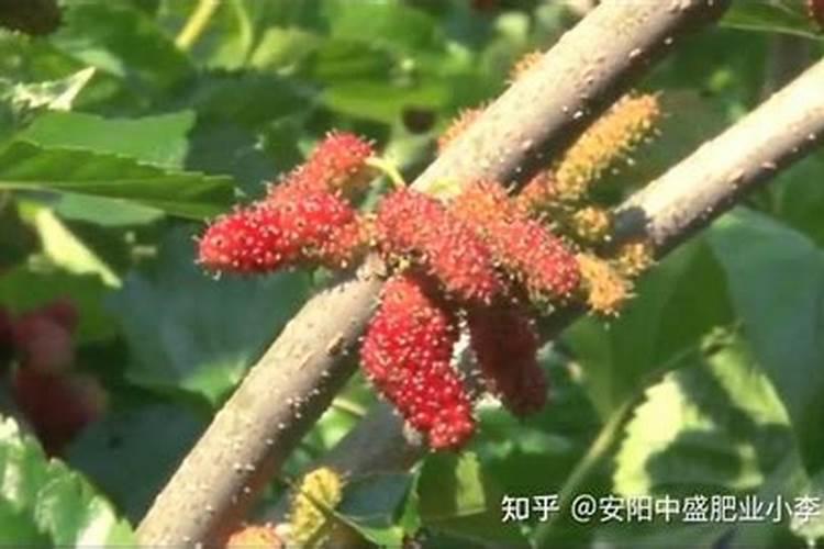 桑葚树浇什么肥果会甜