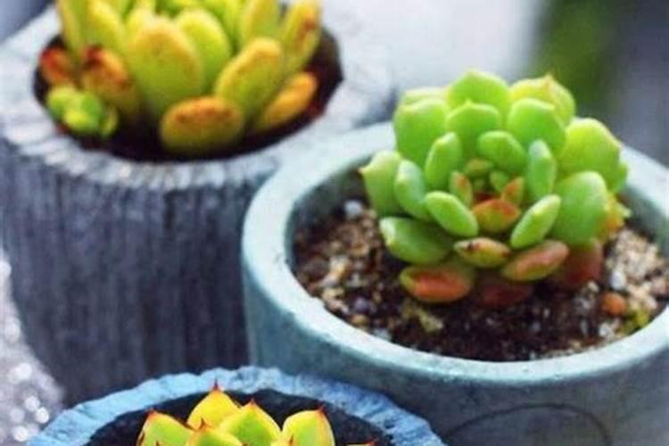 请问这是什么植物,怎么养？