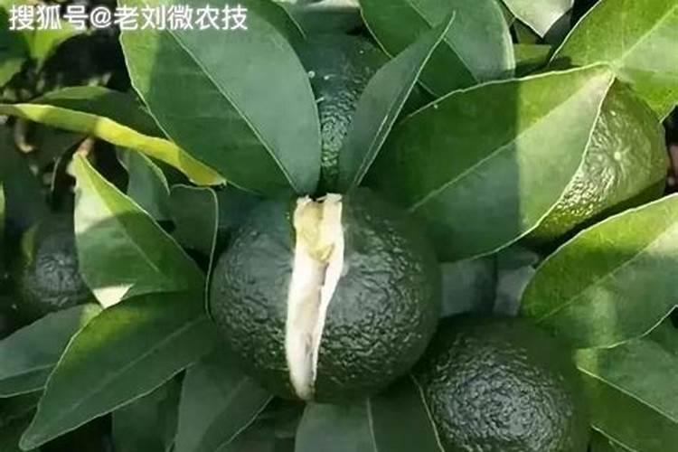 沃柑保花保果最好的方法